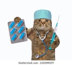 Cuidados de gatos