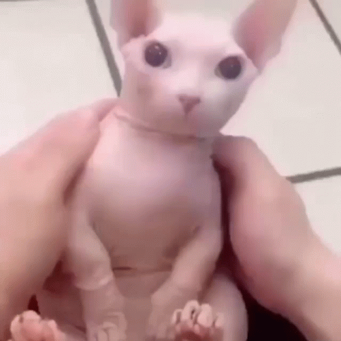 Sphynx