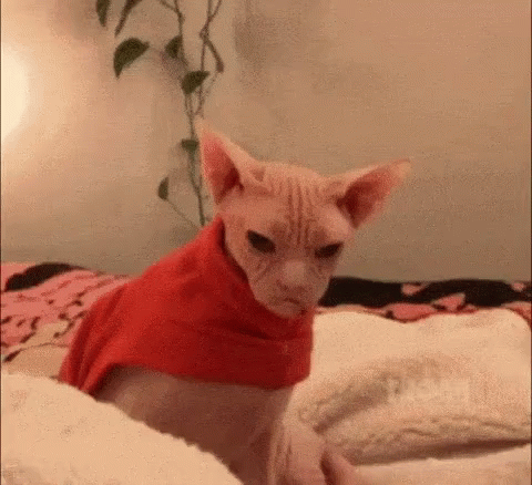 Peterbald