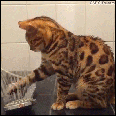 Bengalí